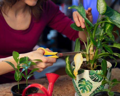 Plantas para principiantes