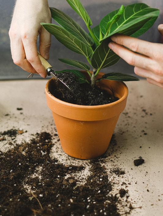 ¿Cuál es la importancia del sustrato en tus plantas de interior?