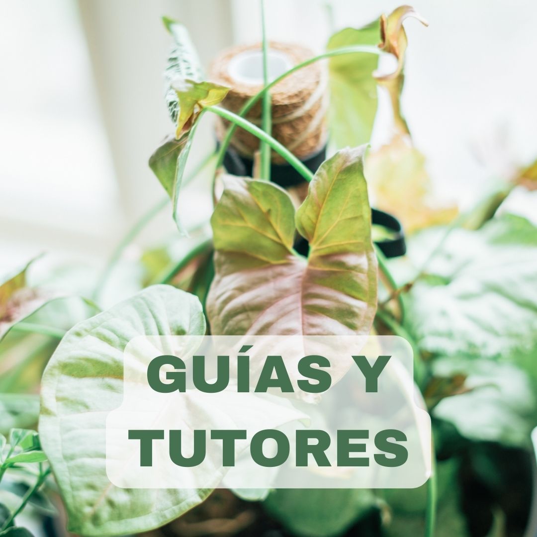 GUÍAS PARA PLANTAS