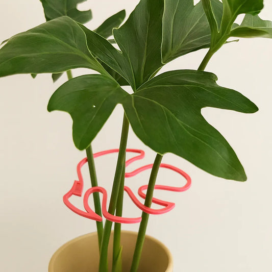Monstera Atrapahojas – Ordena y Da Estilo a tus Plantas Chasconas