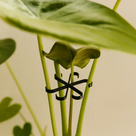 Set de Ruletas Atrapahojas: Organiza y Protege Tus Plantas con Estilo