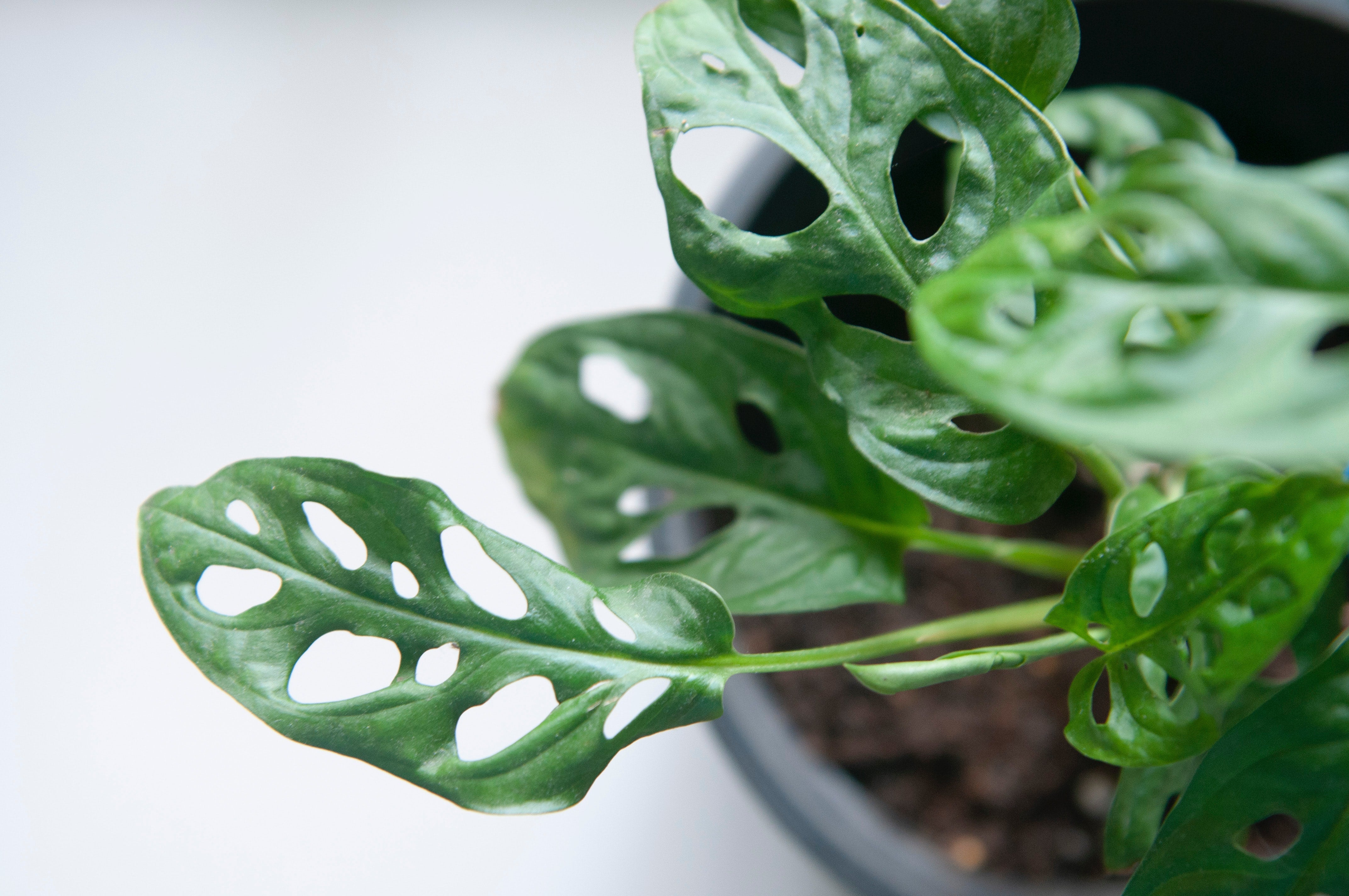 Accesorios y herramientas para jardinería de interior
– LivingSelva.cl