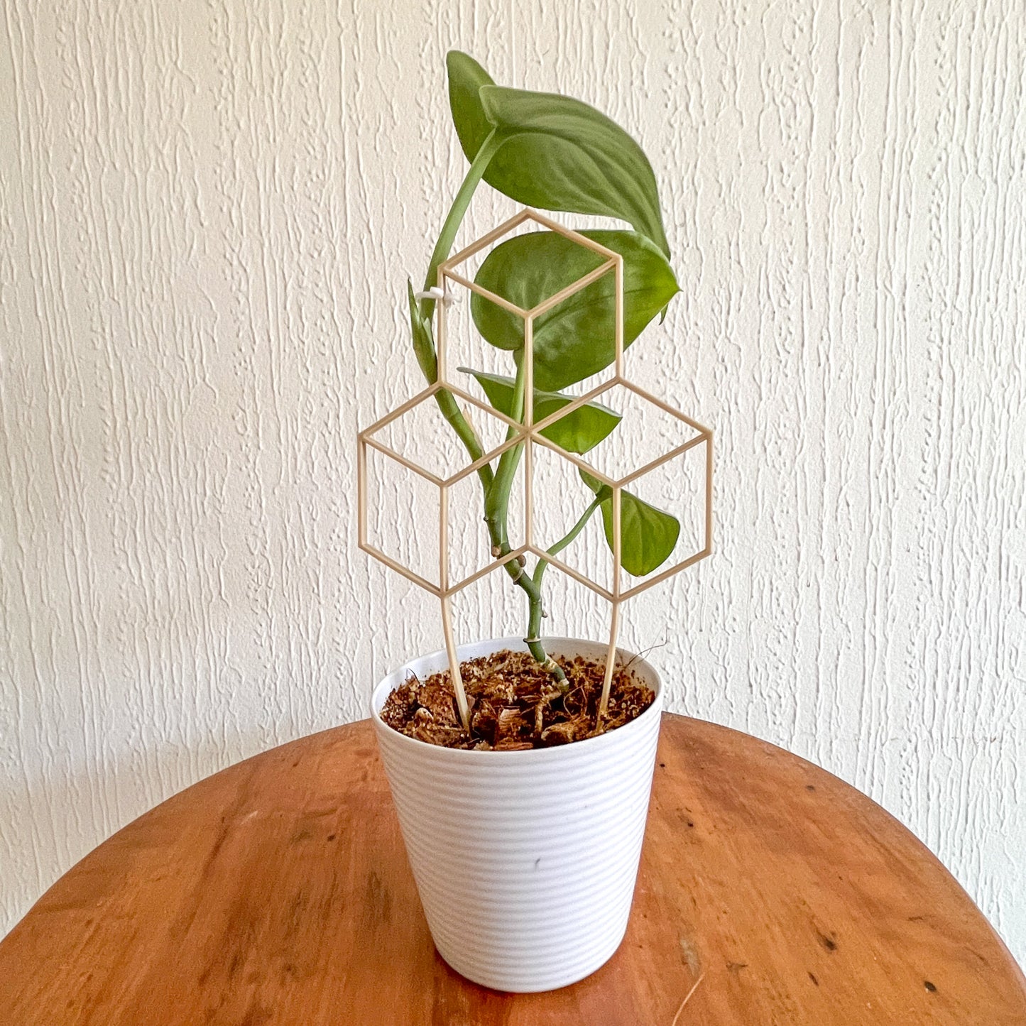 Set 3 Tutores Minis para Plantas – El apoyo perfecto para tus plantitas colgantes 🌿