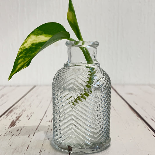 Botellas Texturadas para propagar plantas en agua