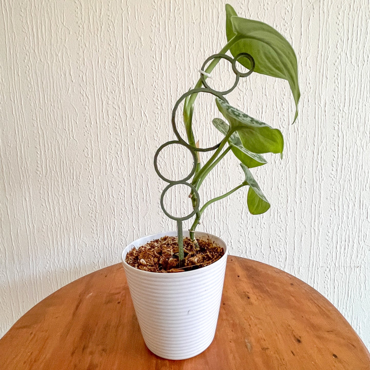 Set 3 Tutores Minis para Plantas – El apoyo perfecto para tus plantitas colgantes 🌿