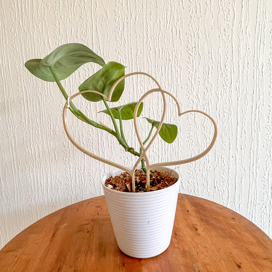 Tutor Corazón Doble - Dale soporte y estilo a tus plantas.
