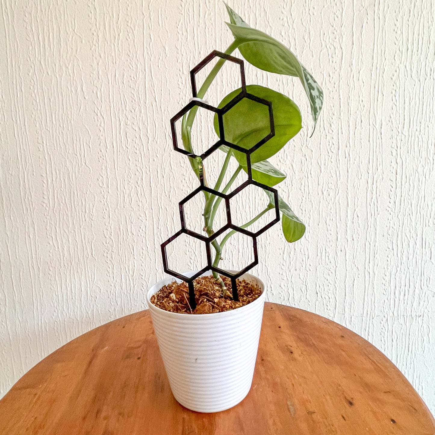 Set 3 Tutores Minis para Plantas – El apoyo perfecto para tus plantitas colgantes 🌿