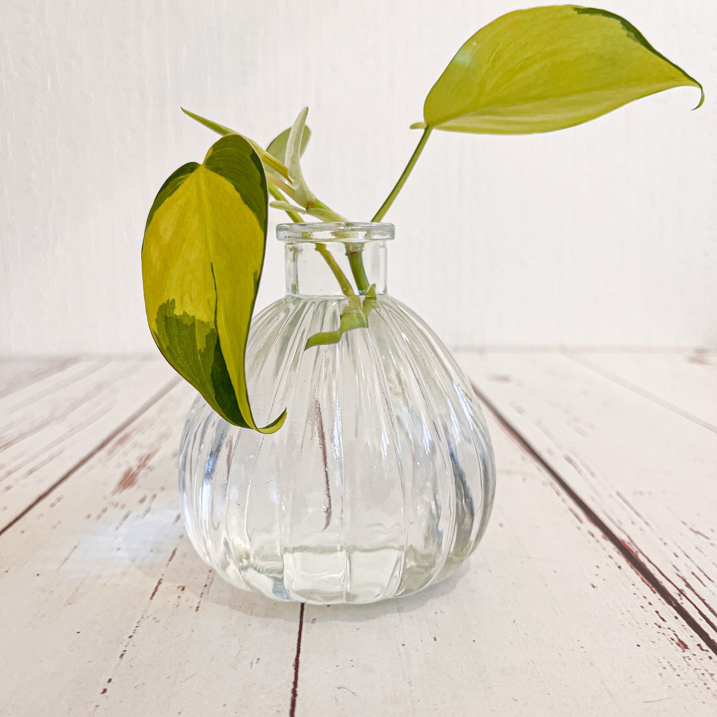 botella ovalada para propagar plantas en agua