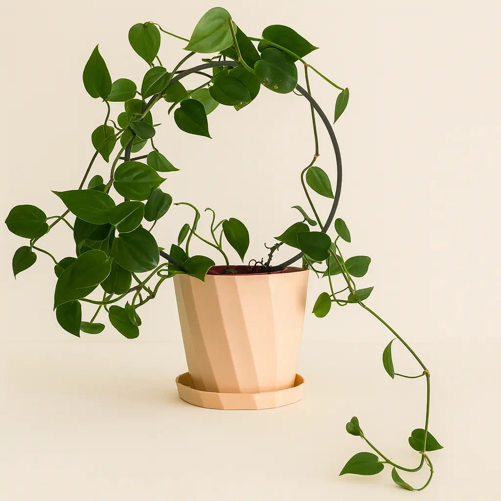 Set de Tutores para Plantas – Soporte Ecoamigable en 3 Tamaños