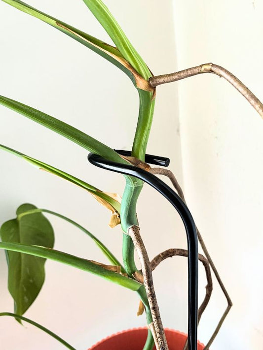 Tutor de Fierro Gancho – Soporte Minimalista para Plantas de Tallo Largo