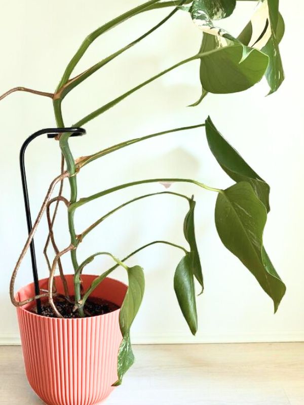 Tutor de Fierro Gancho – Soporte Minimalista para Plantas de Tallo Largo