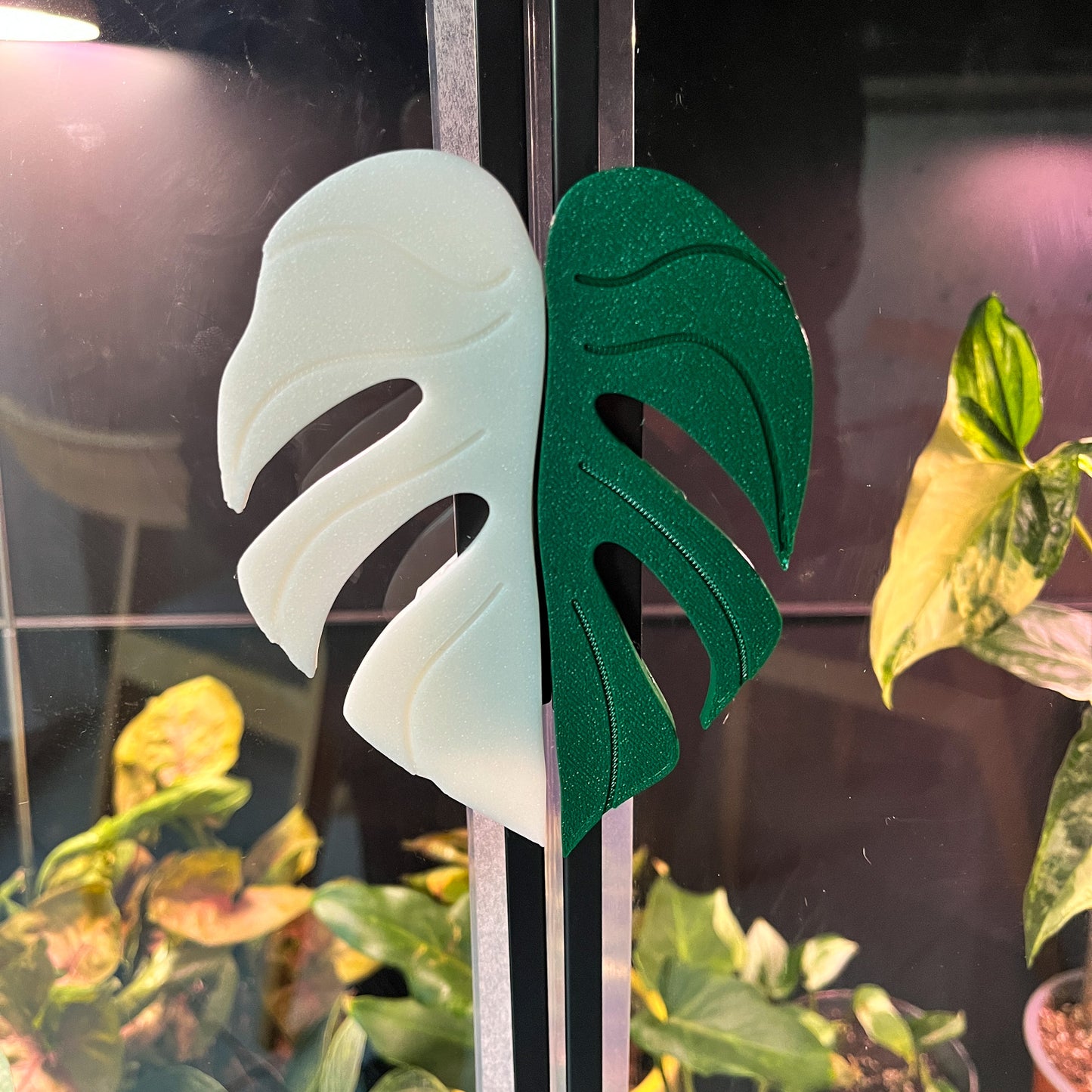 Plantimanilla Monstera para Vitrina Rudsta (Ikea)