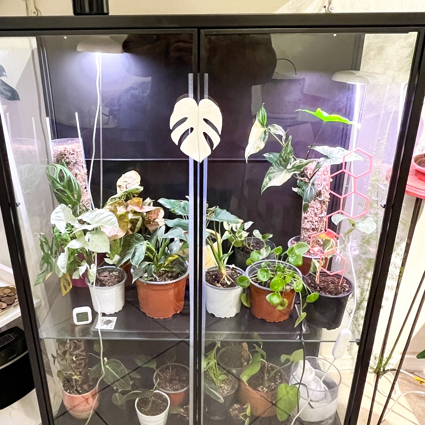 Plantimanilla Monstera para Vitrina Rudsta (Ikea)