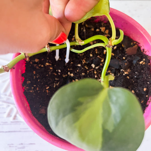 Plantipinchos: ¡Ayuda Práctica y Bonita para tus Plantas!