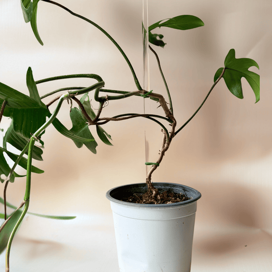 Tutor Acrílico Redondo Transparente 45 cm | Soporte Minimalista para Plantas Trepadoras