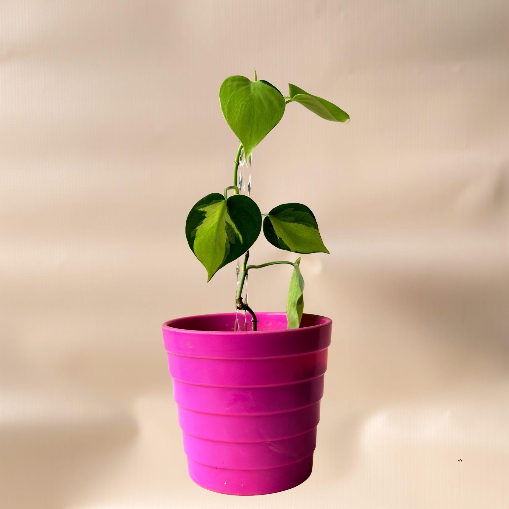Tutor Acrílico Espiral Transparente para Plantas | Soporte Decorativo Minimalista