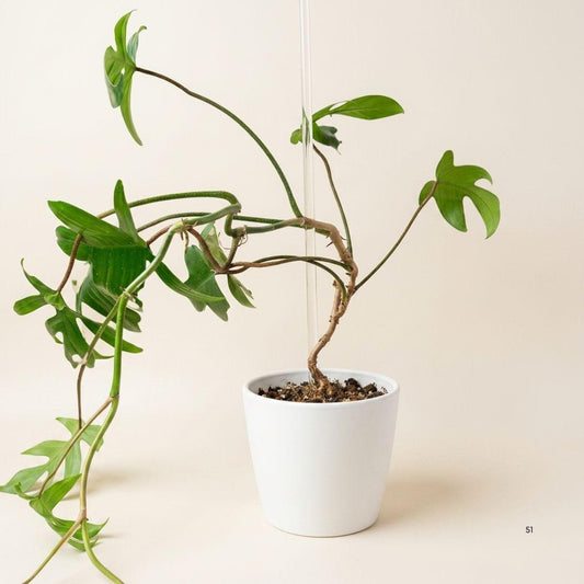 Tutor Acrílico Redondo Transparente 45 cm | Soporte Minimalista para Plantas Trepadoras