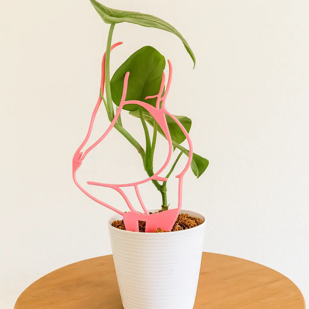 Tutor 8M&nbsp; Girl Power - Guía para Plantas Impresa en 3D 💪🌿