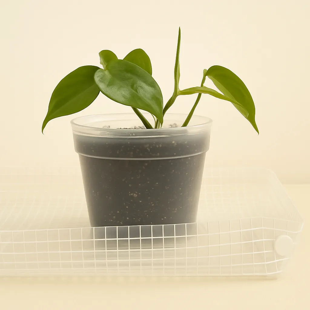 Mat de Jardinería Transparente ACuadros LivingSelva – Orden y Estilo para tu Espacio de Plantas