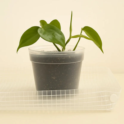 Mat de Jardinería Transparente ACuadros LivingSelva – Orden y Estilo para tu Espacio de Plantas