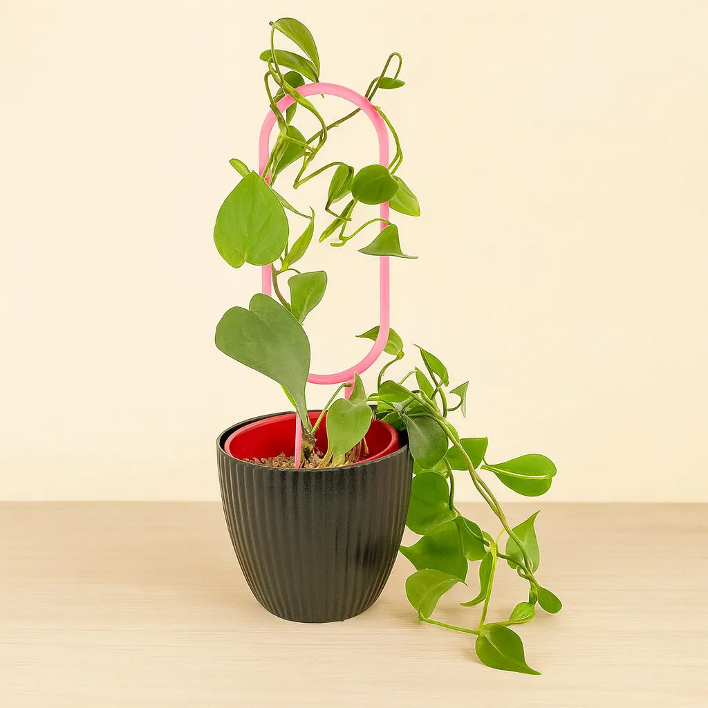 Tutor Ovalado – Soporte Vertical Ecoamigable para Plantas