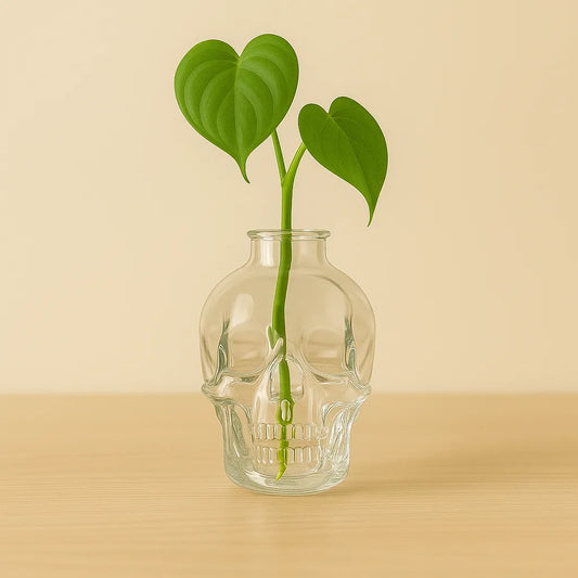 Calavera Para Propagar - Recipiente de Vidrio para Esquejes de Plantas