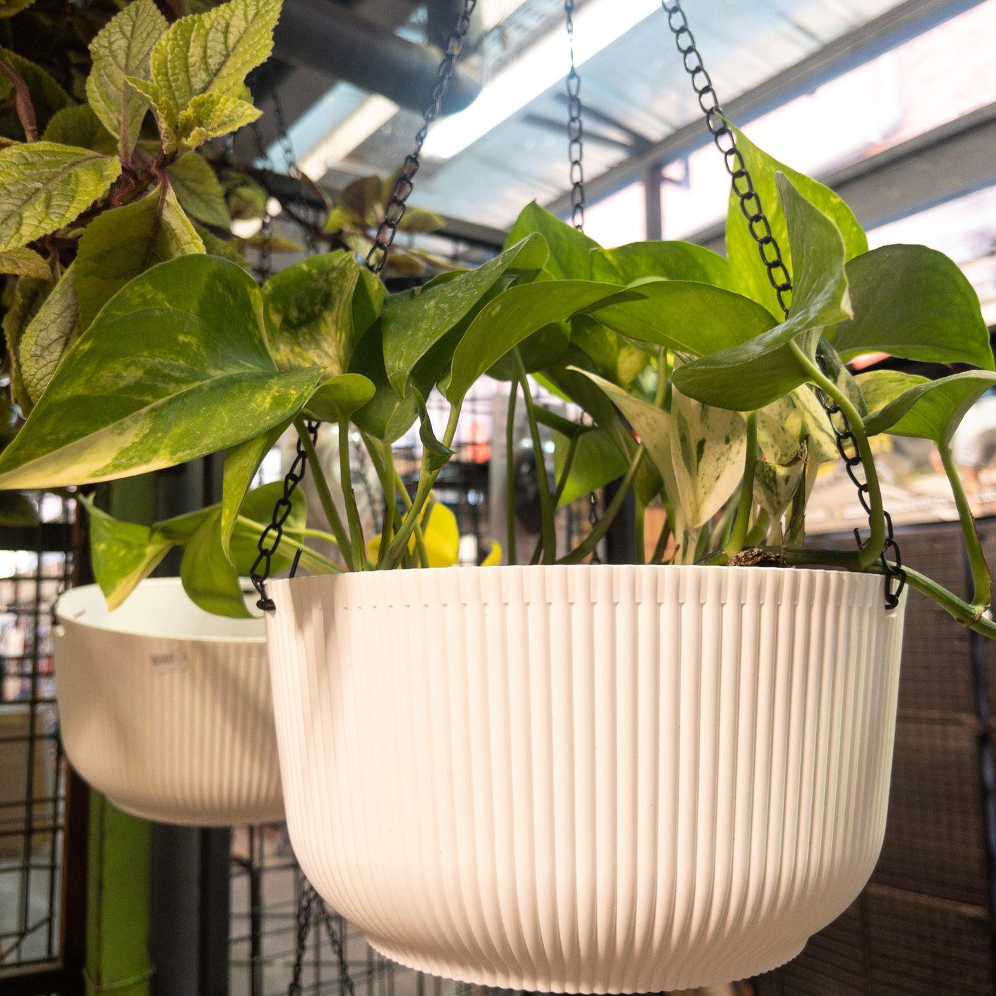 Maceta Colgante con Sistema de Contención de Agua para Plantas de Interior