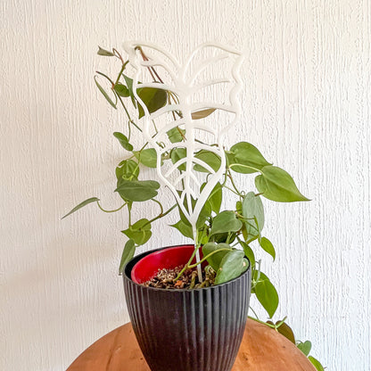 Tutores con Forma de Plantas - ¡Guía Perfecta para Tus Plantas! 🌿✨