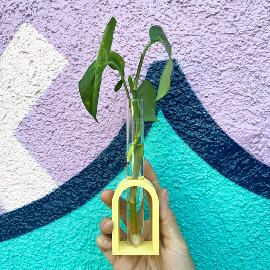 Propagador Decorativo: Multiplica tu amor por las plantas