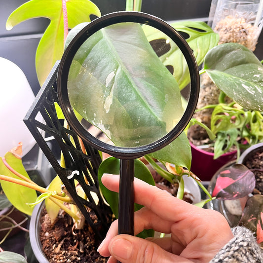 Lupa para detectar plagas en plantas, Lupa de 9 cm de diámetro para plantas, Herramienta de jardinería para inspección de plagas