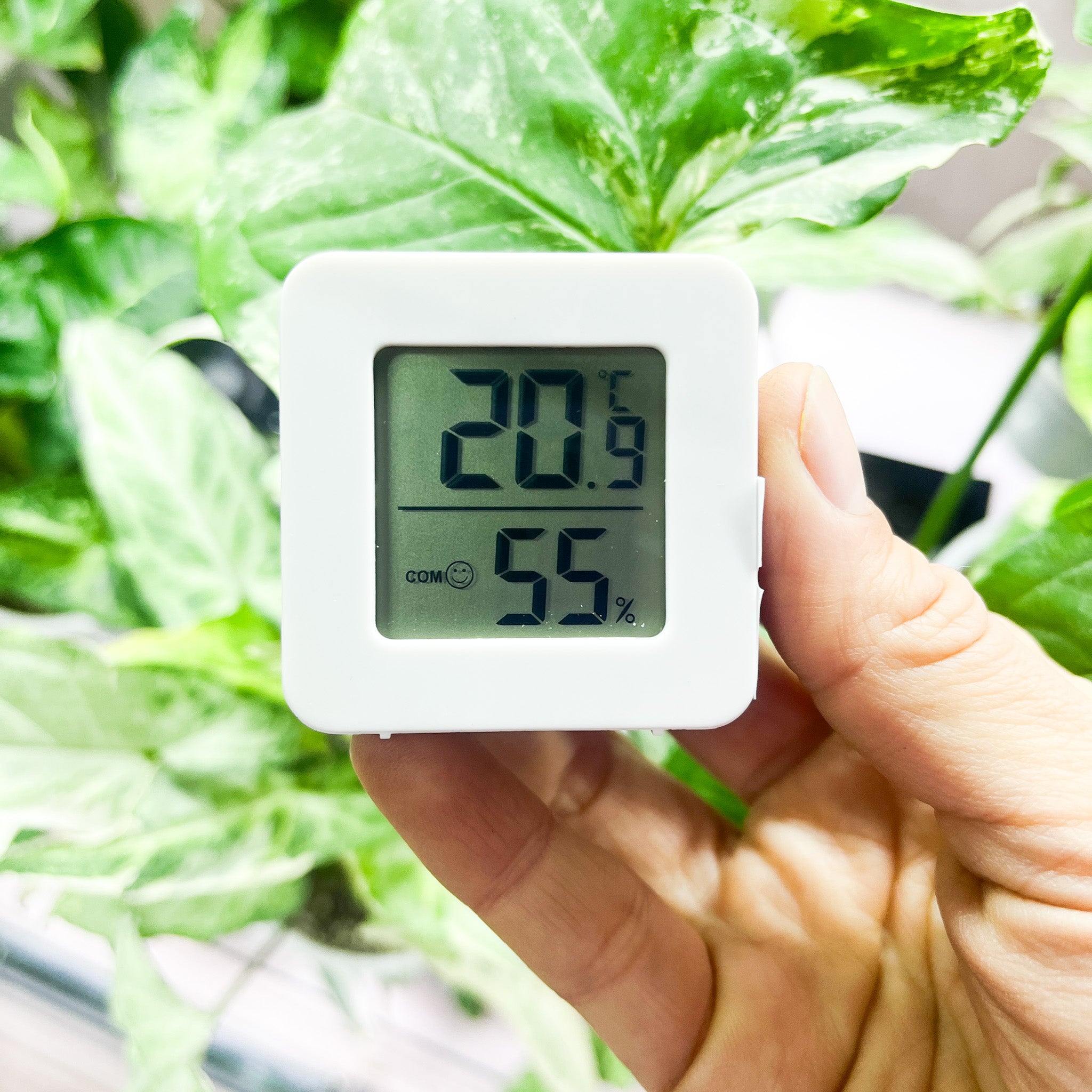 Higrómetro Blanco 5x5 cm – Control de Humedad y Temperatura para Plantas