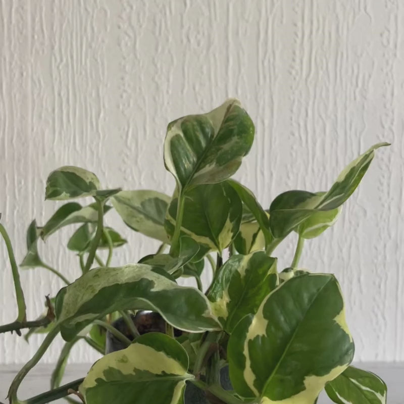 Medidorplantabonita.mp4__PID:8291162a-6fa7-4328-ab9a-b84634fb2174