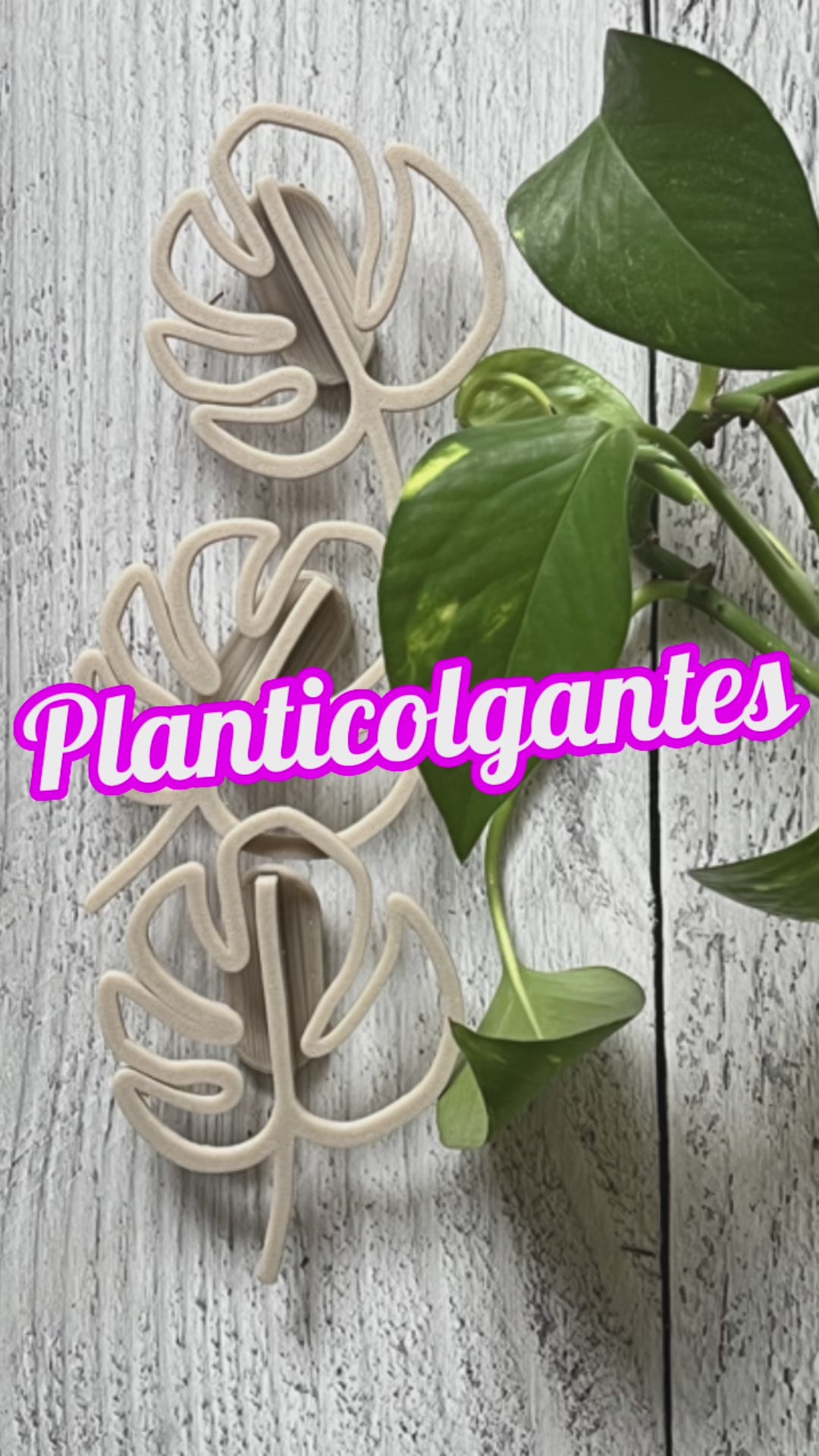 Planticolgantes Monstera – Decoración 3D para Guiar tus Plantas