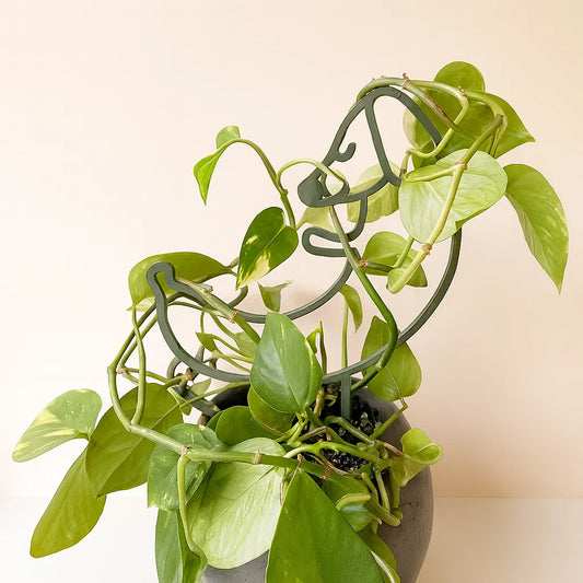Salchitutor – Tutor Perrito Salchicha Ecoamigable para Plantas
