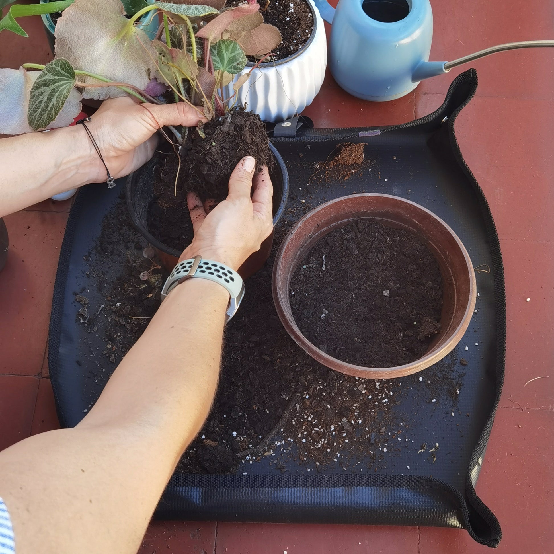 mat para trasplante