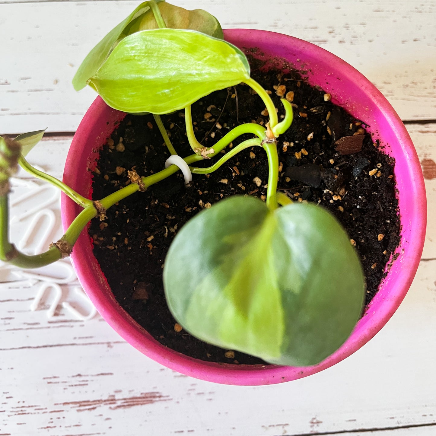 Plantipinchos: ¡Ayuda Práctica y Bonita para tus Plantas!