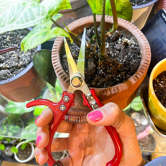Tijeras para Jardinería: Precisión y Comodidad en Cada Corte