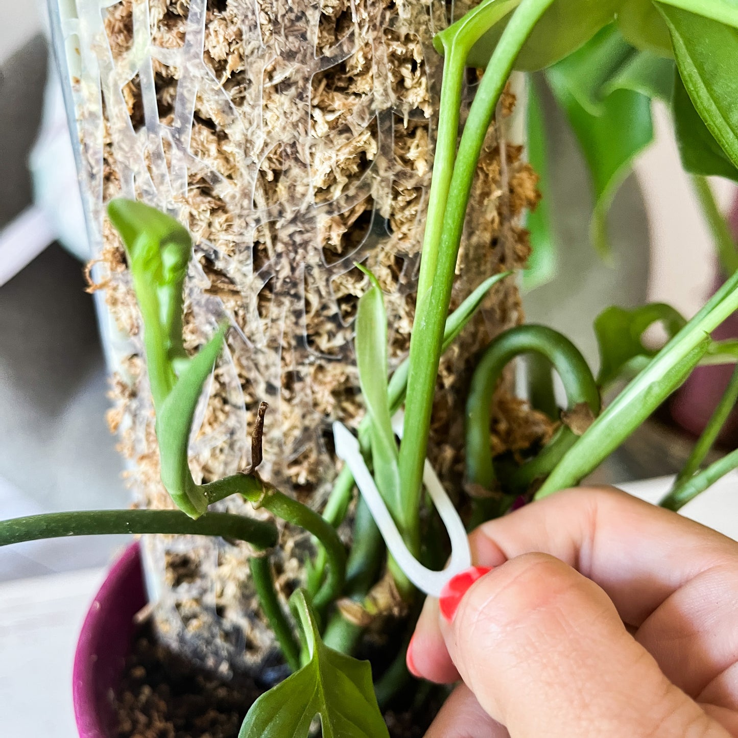 Plantipinchos: ¡Ayuda Práctica y Bonita para tus Plantas!