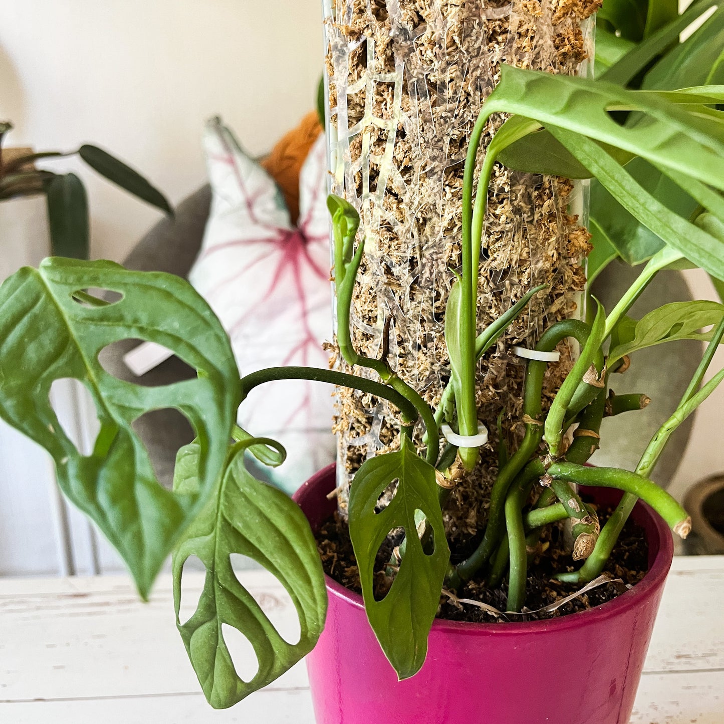 Plantipinchos: ¡Ayuda Práctica y Bonita para tus Plantas!