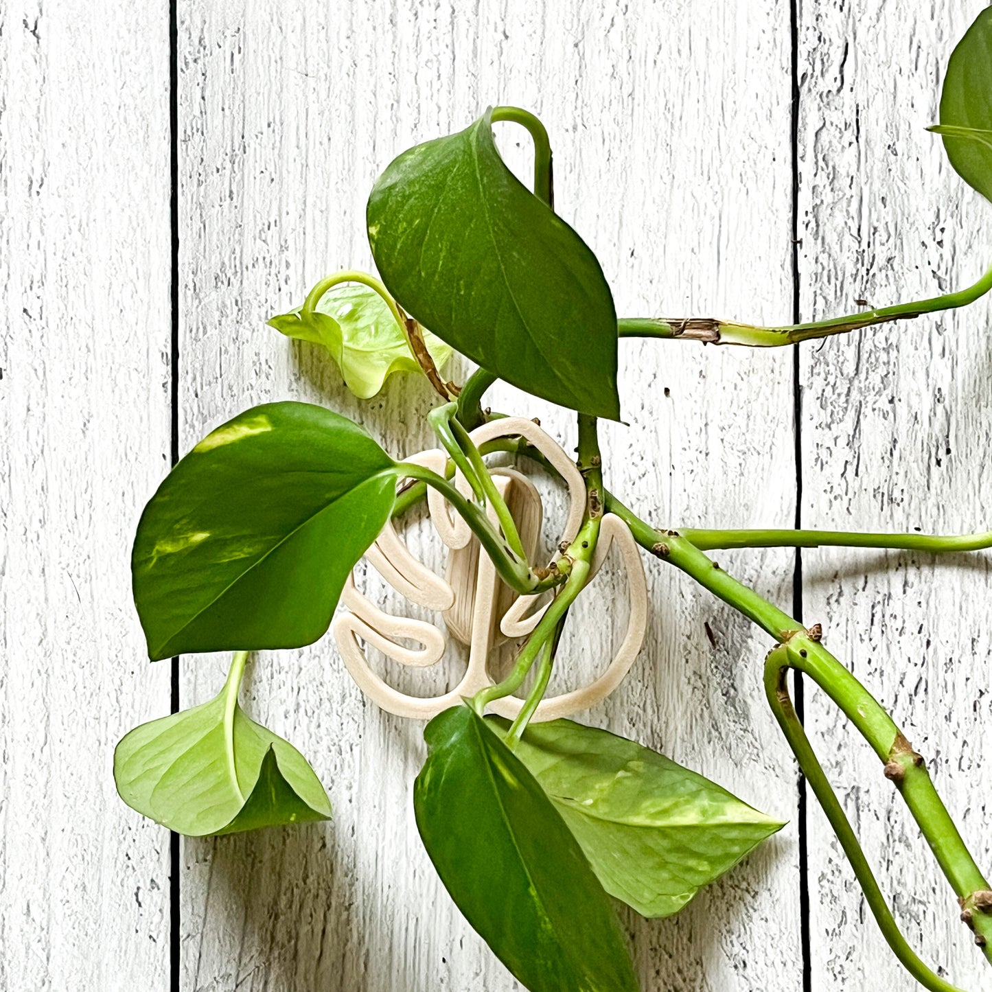 Planticolgantes Monstera - Decoración Original para tu Hogar