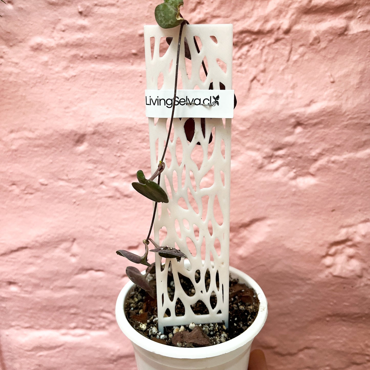 Tutor Pequeñito para Plantas Bebé - Soporte Ideal y Ecológico 🌱💚