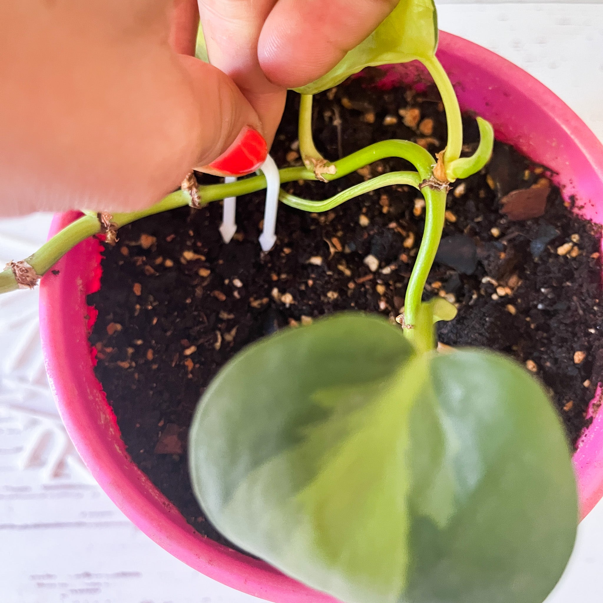 Plantipinchos: ¡Ayuda Práctica y Bonita para tus Plantas!